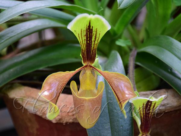 Hairy Slipper Orchid
